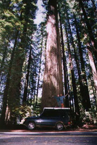 Dwarfed by the Giants